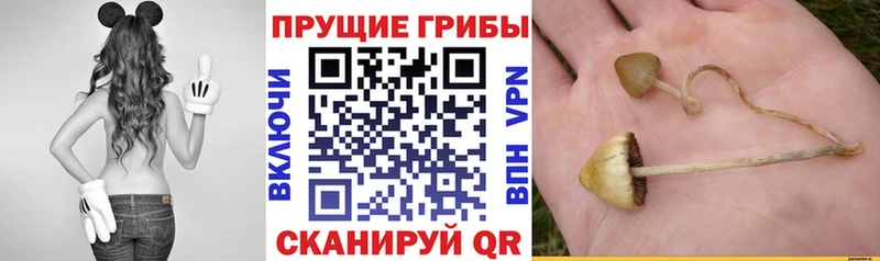 Псилоцибиновые грибы прущие грибы гидра вход Покров